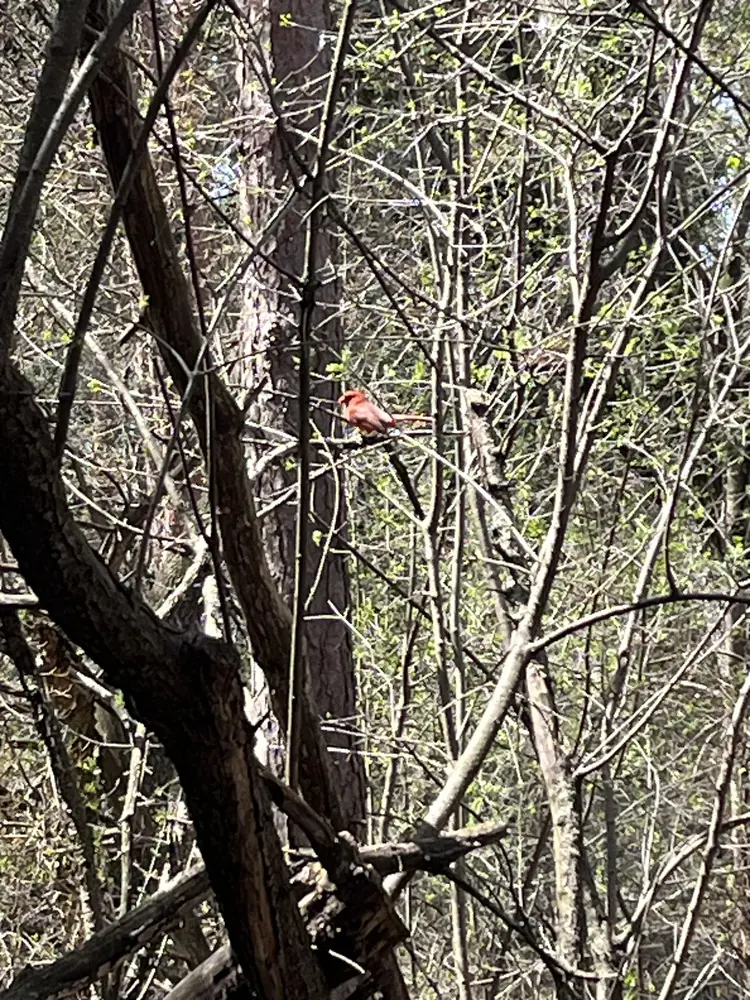 Small songbird perched in branches at Lakeside Park