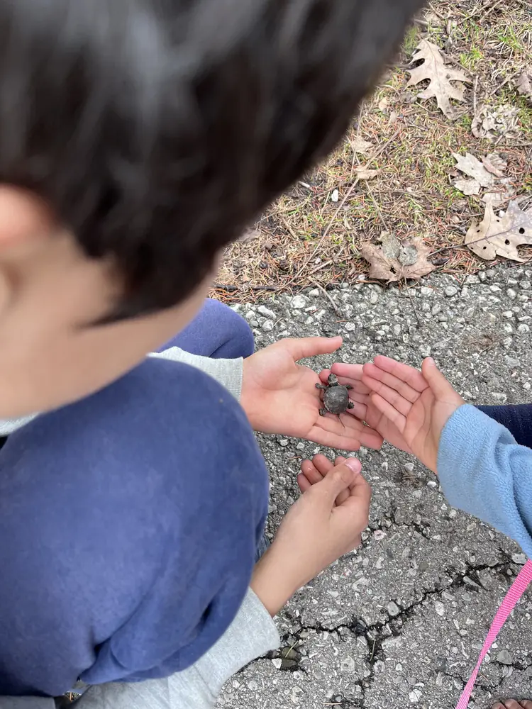 Child holding a small creature carefully in cupped hands