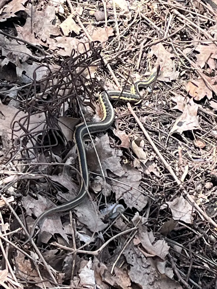 Garter snake winding through fallen leaves