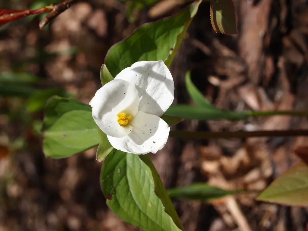 White trillium close-up on the forest floor