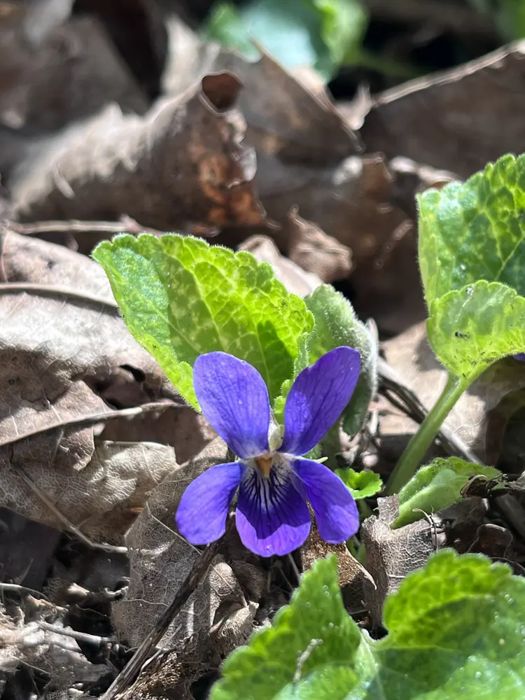 Single purple violet in spring leaves