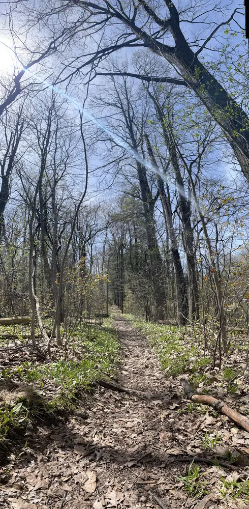 Forest path through bare trees at Lakeside Park
