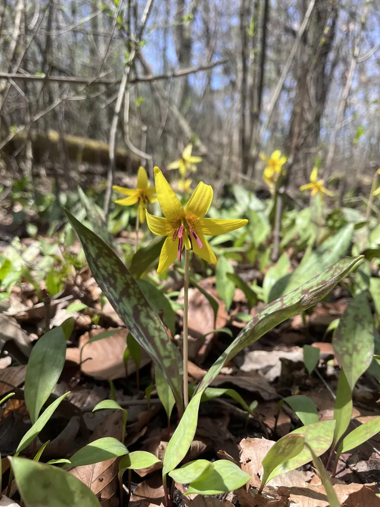 Yellow trout lily blooming in spring at Lakeside Park