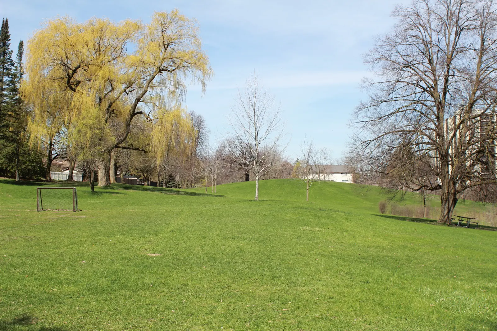 Willow tree on a green meadow at Lakeside Park